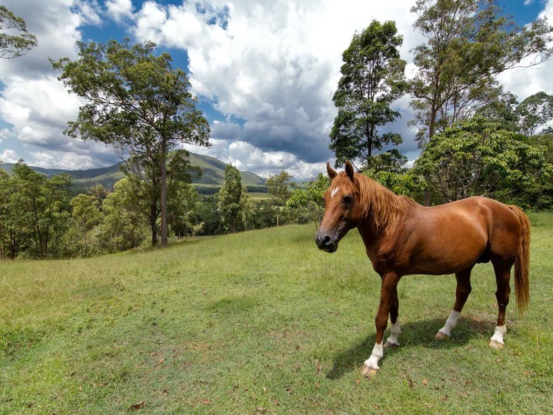 2214 Eumundi-Kenilworth Road, Gheerulla QLD 4574
