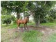 2214 Eumundi-Kenilworth Road, Gheerulla QLD 4574