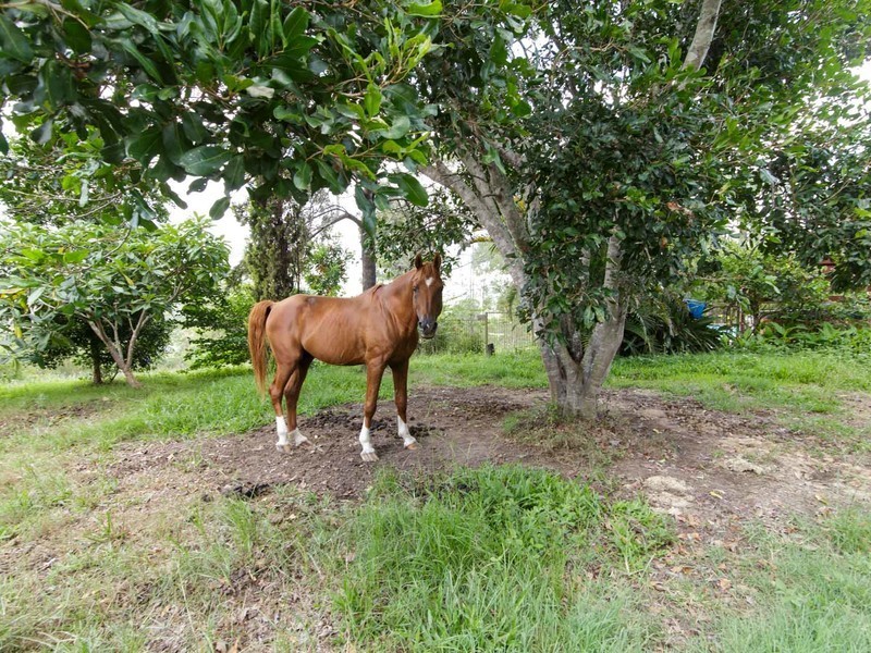 2214 Eumundi-Kenilworth Road, Gheerulla QLD 4574
