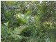 1225 Pomona-Kin Kin Road, Kin Kin QLD 4571