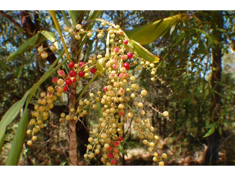 498 Bunya Road, Eumundi QLD 4562