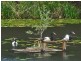 Eumundi QLD 4562