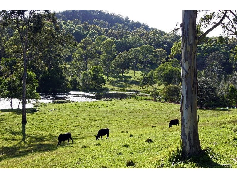Eumundi QLD 4562