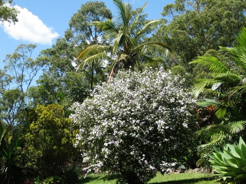 250 Yandina Bli Bli Road, Maroochy River QLD 4561