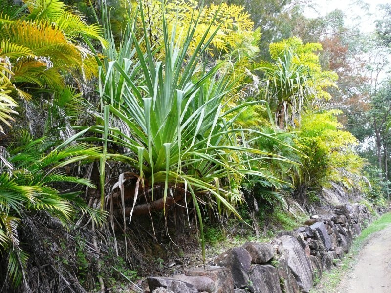 187 Sudholz Road, Verrierdale QLD 4562