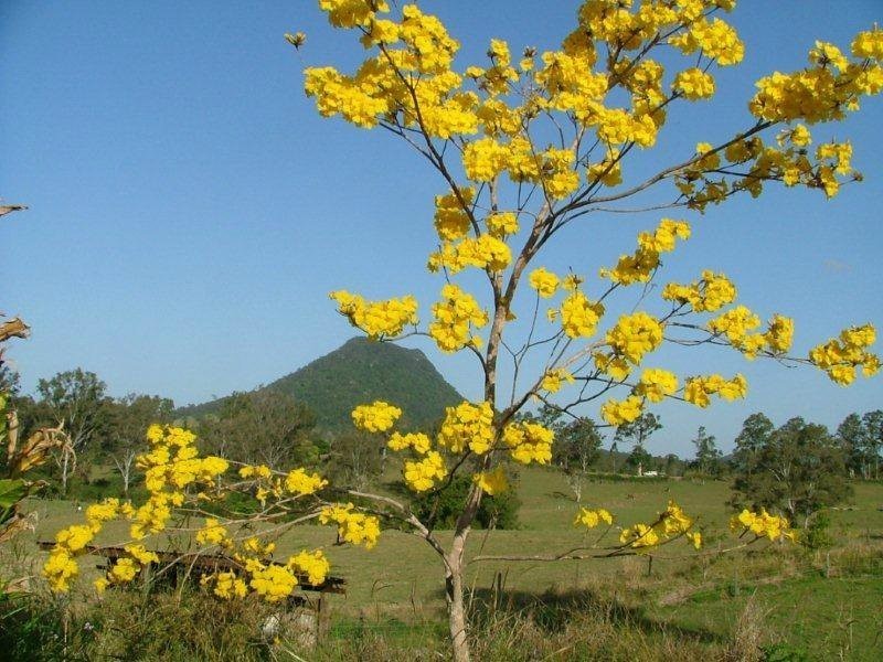 74 Musavale Road, Eumundi QLD 4562
