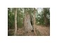 Tinbeerwah QLD 4563