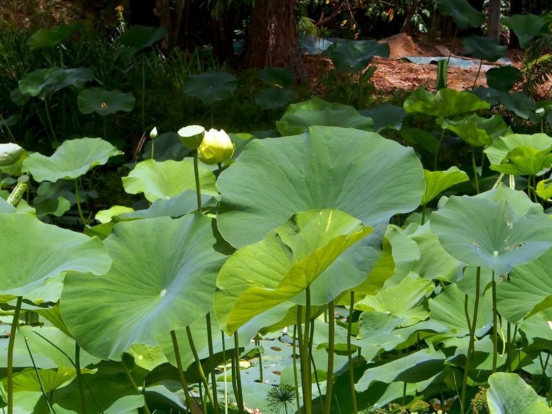 132 Sudholz Rd, Verrierdale QLD 4562