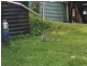 Wongawallan QLD 4210