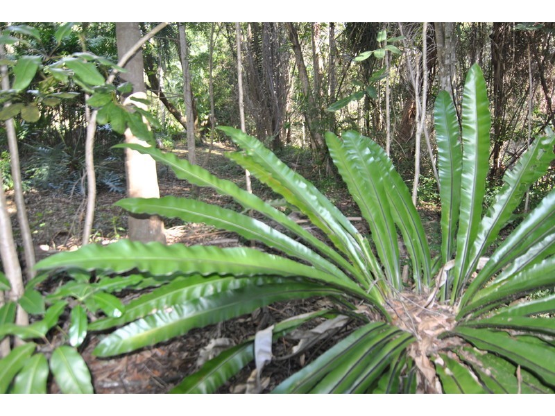 Willow Vale QLD 4209