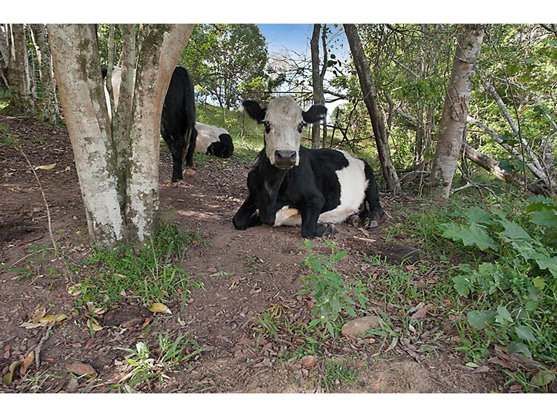 119 SHURVELL RD, Hunchy QLD 4555