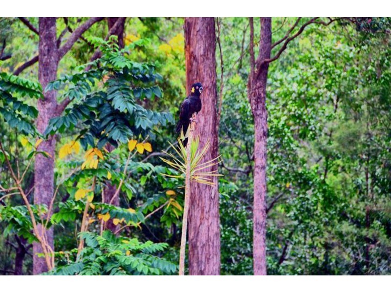 11 Rose Marie Dve, Diddillibah QLD 4559