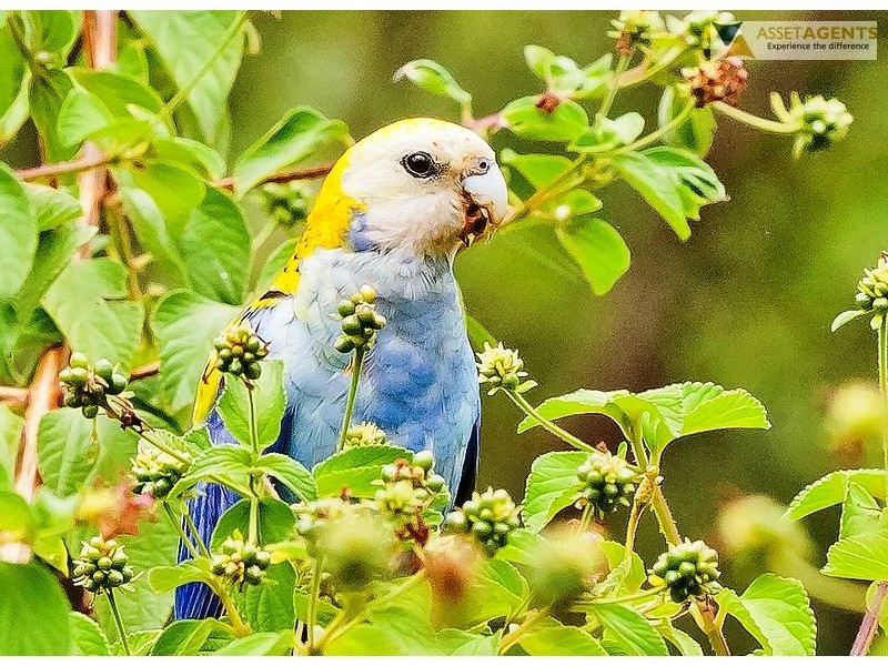 2477 Eumundi Kenilworth Rd, Kenilworth QLD 4574