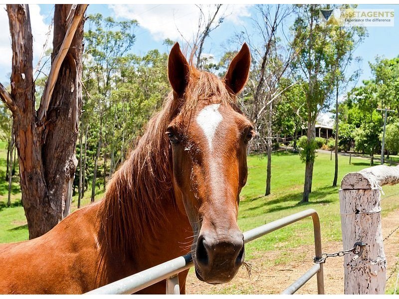 874 Mcintosh Creek Rd, Calico Creek QLD 4570