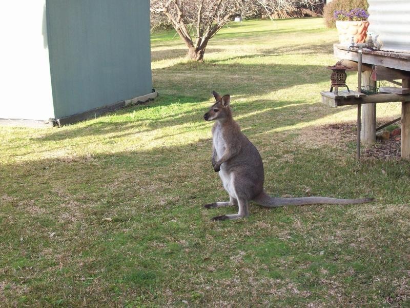 36 Casuarina Grove, Nelson VIC 3292