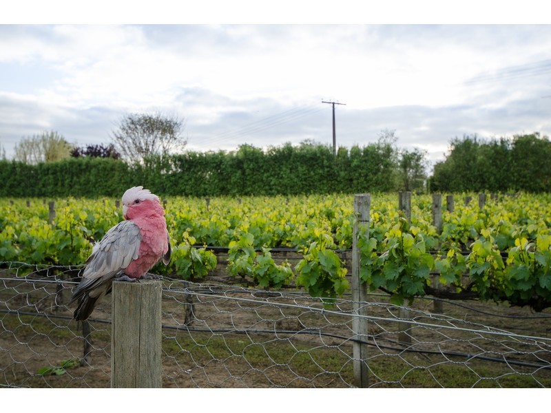 6-8 South Terrace, Penola SA 5277