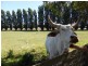 193 Glencoe Road, Glencoe SA 5291