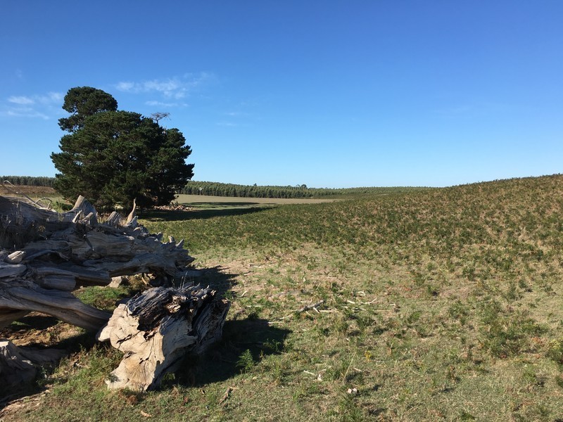 Lot 102,  Worrolong Road, Worrolong SA 5291