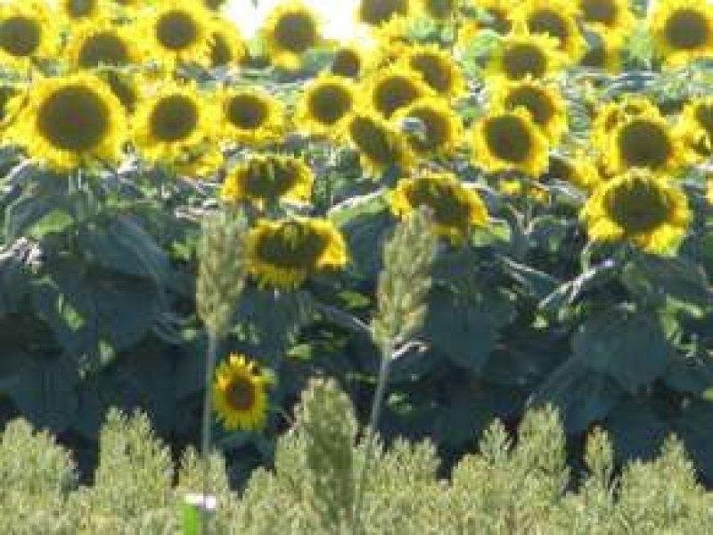 82 Tallaringa Drive, Adare QLD 4343