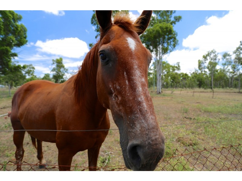 43 Cemetery Road, Cawarral QLD 4702