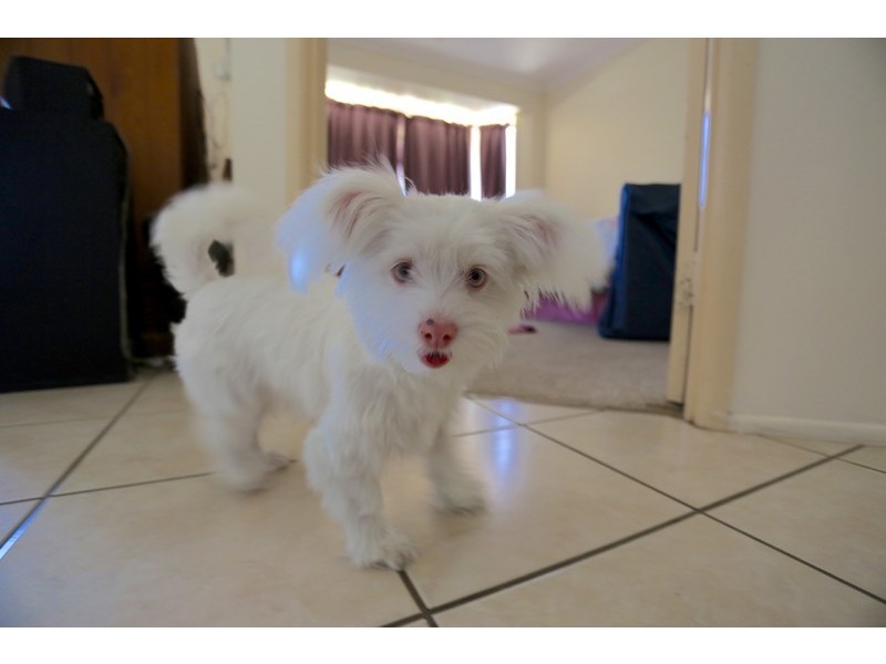 24 Lyndhurst Avenue, Emu Park QLD 4710