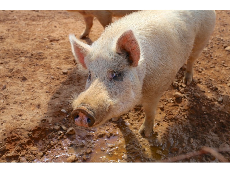 49 Clinton Road, Cawarral QLD 4702