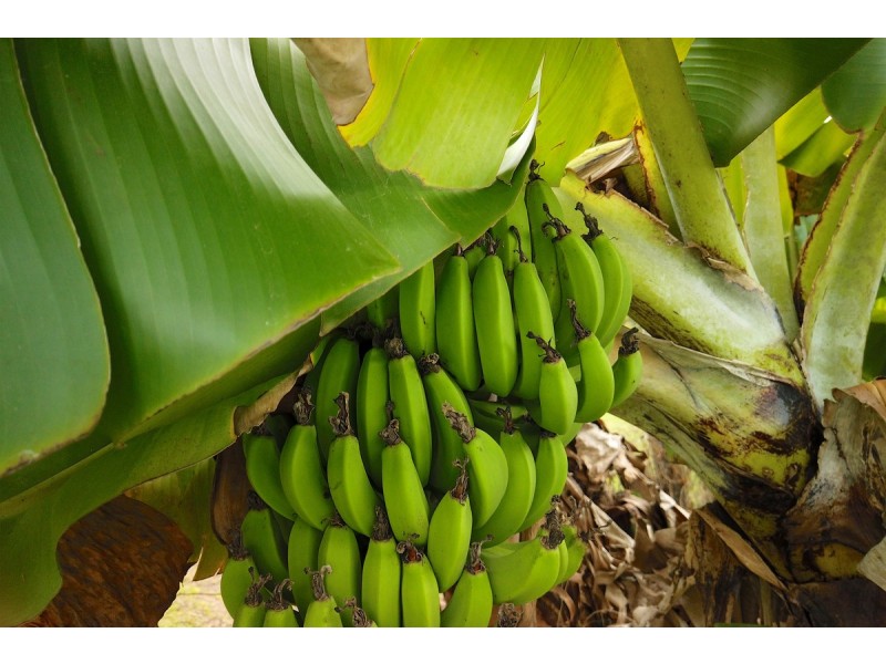 10 Harold Road, Mount Chalmers QLD 4702