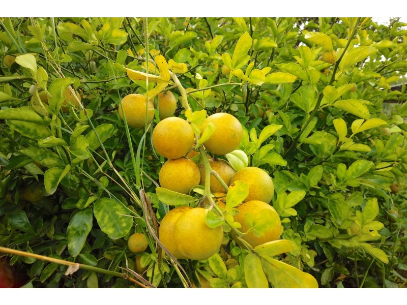 10 Harold Road, Mount Chalmers QLD 4702