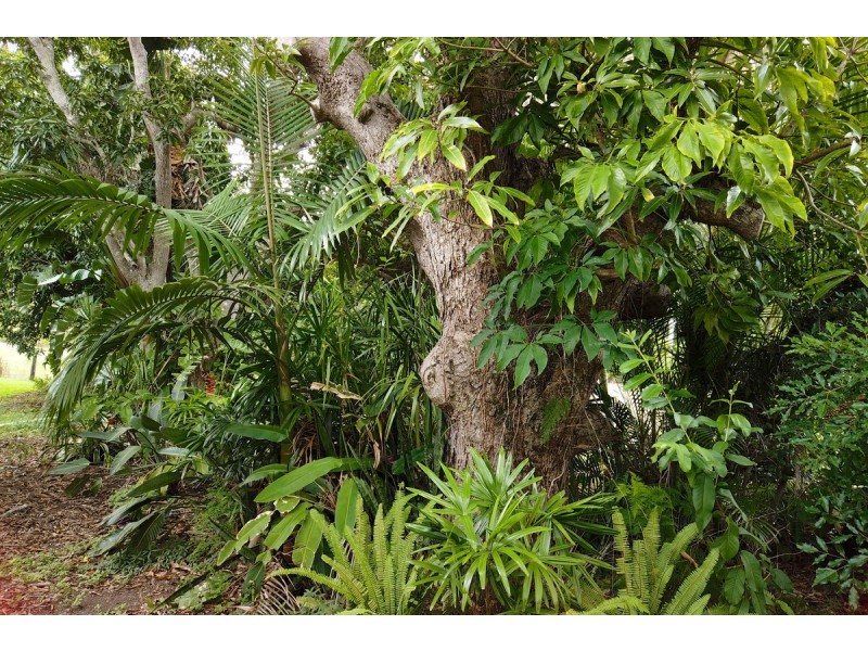 10 Harold Road, Mount Chalmers QLD 4702