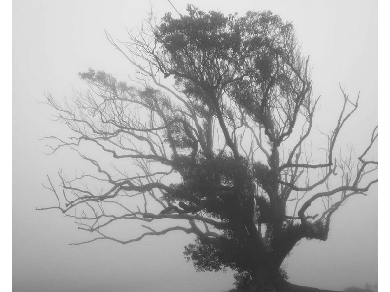 9 Monaco Drive, Zilzie QLD 4710