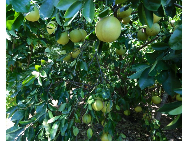 5 Cocoanut Point Drive, Zilzie QLD 4710