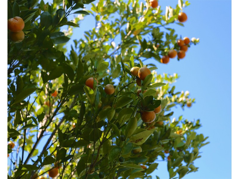 5 Cocoanut Point Drive, Zilzie QLD 4710