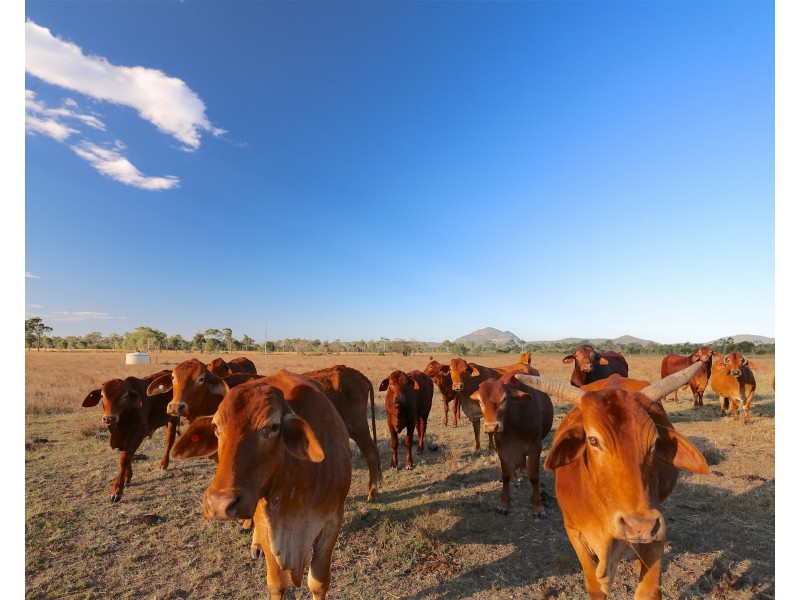 202 Dairy Inn Road, Cawarral QLD 4702