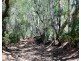 202 Dairy Inn Road, Cawarral QLD 4702