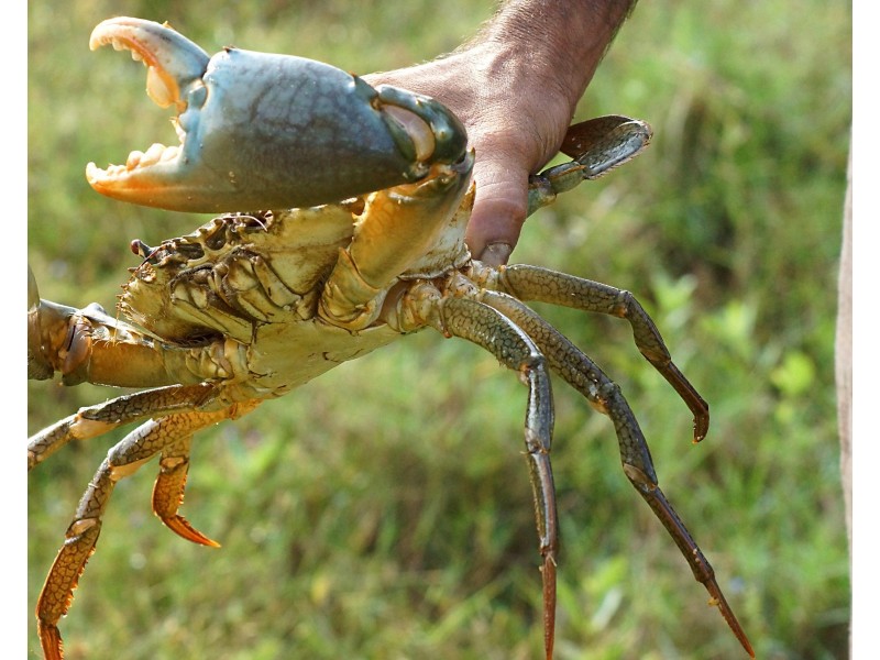 140 Schofield Parade, Keppel Sands QLD 4702