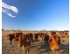 202 Dairy Inn Road, Cawarral QLD 4702