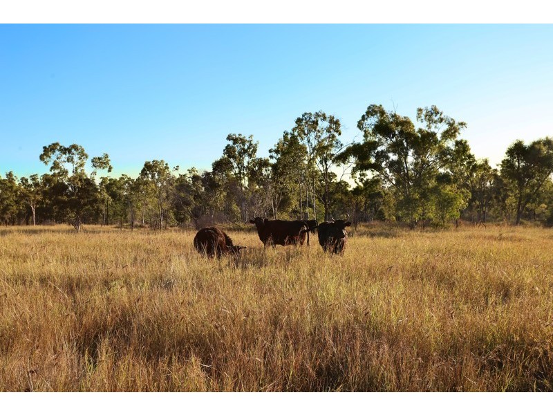 144 Tookers Road, Cawarral QLD 4702