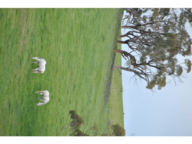 “Turrawan” Jones Lane, Newbridge NSW 2795