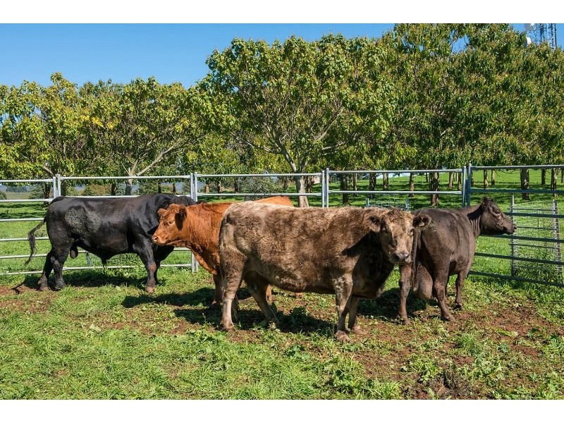 44 Wrights Lane, Orange NSW 2800