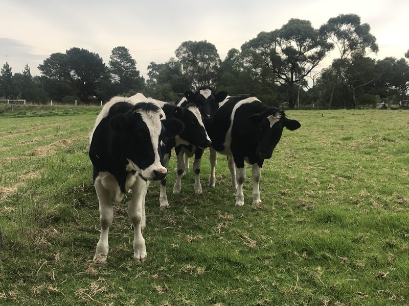 365 Baxter – Tooradin Road, Langwarrin South VIC 3911