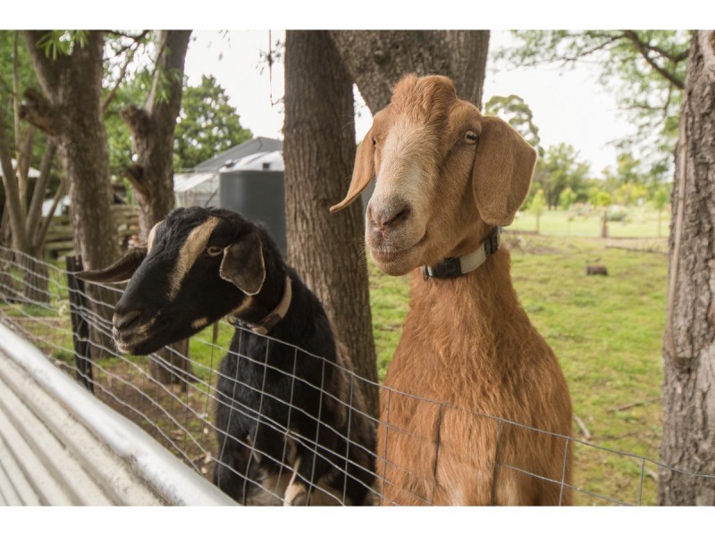 515 Cranbourne – Frankston Road, Langwarrin VIC 3910