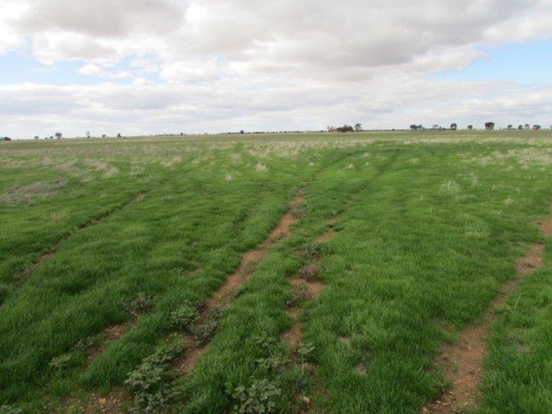 Lots 4 & 5 Birchip – Wycheproof Road, Birchip VIC 3483