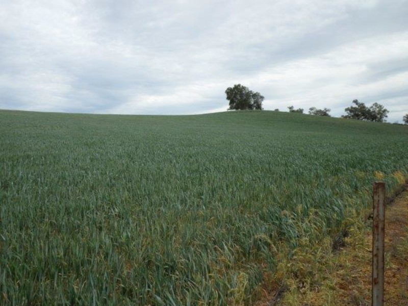 Dattuck Road, Hopetoun VIC 3396