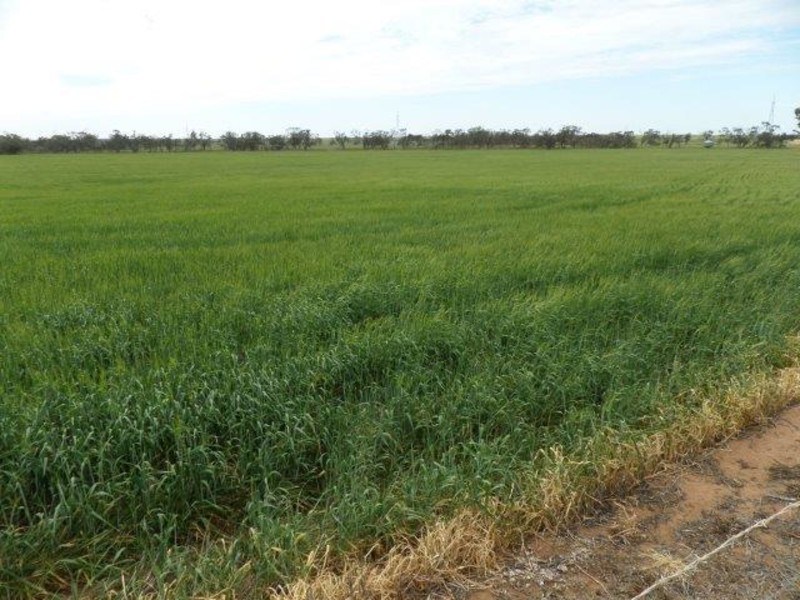 Dattuck Road, Hopetoun VIC 3396