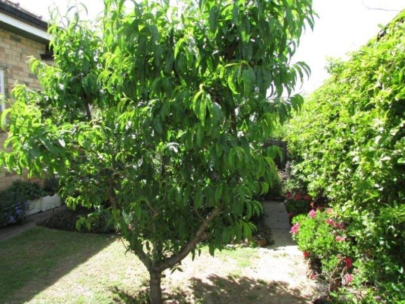 32 Broadway, Jeparit VIC 3423