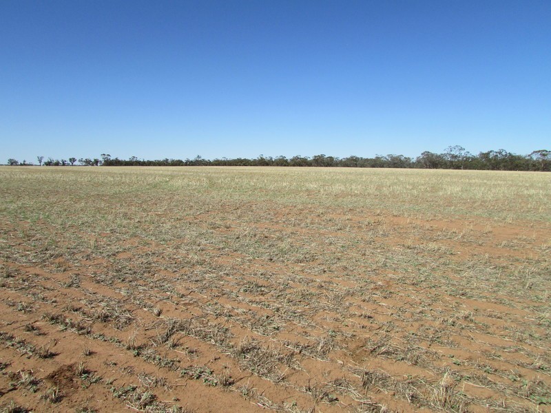 904 Watchem-Warrack Road, Watchem VIC 3482