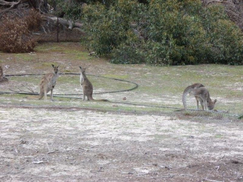 Lot 10 Horseshoe Bend Road, Dimboola VIC 3414