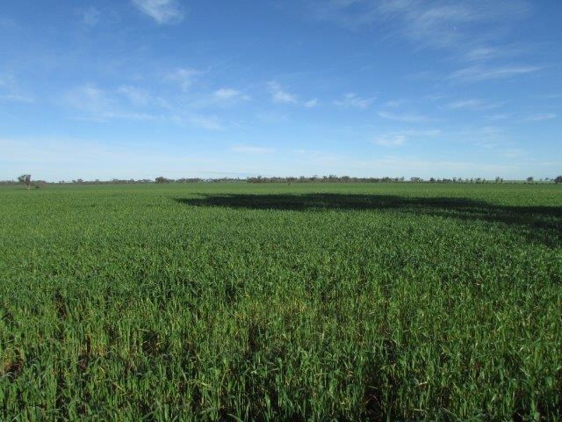 Warracknabeal VIC 3393