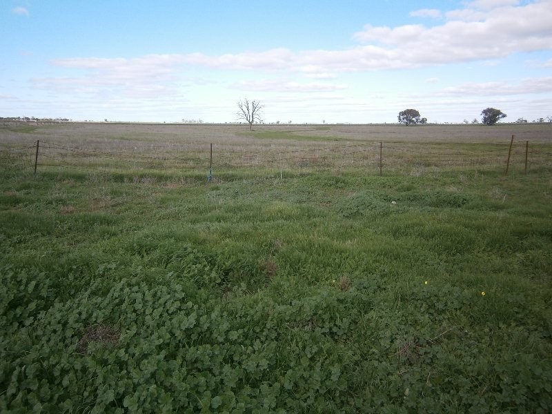 2113 Sunraysia Highway, Watchem VIC 3482