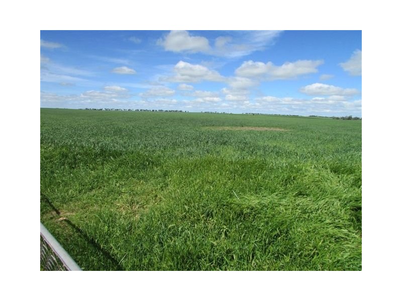 923 Brikkle Road, Brim VIC 3391